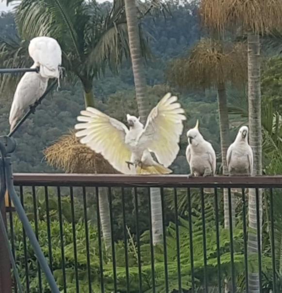 Appartamento Tambo Tranquility Mount Tamborine Esterno foto